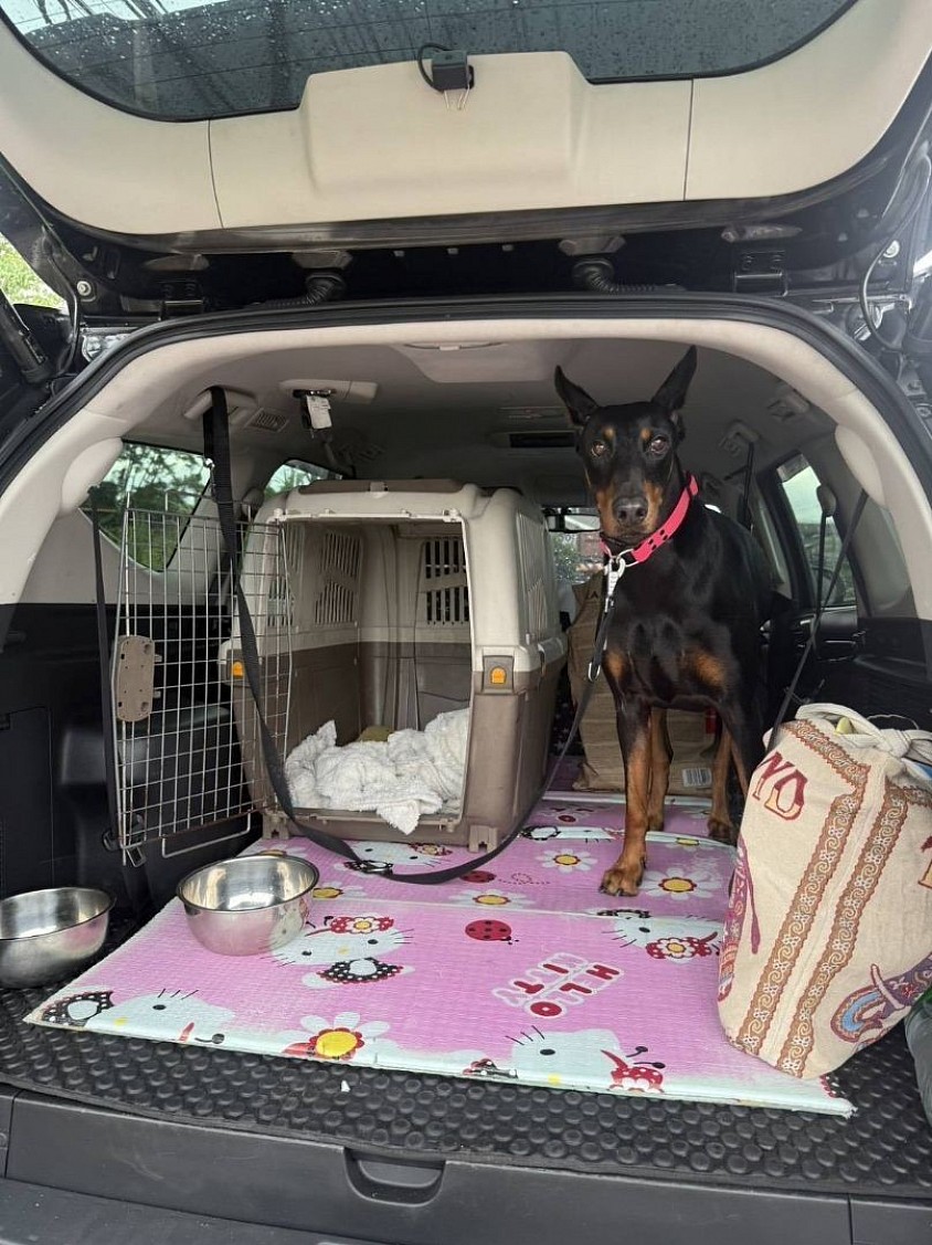 Private dog transport service.