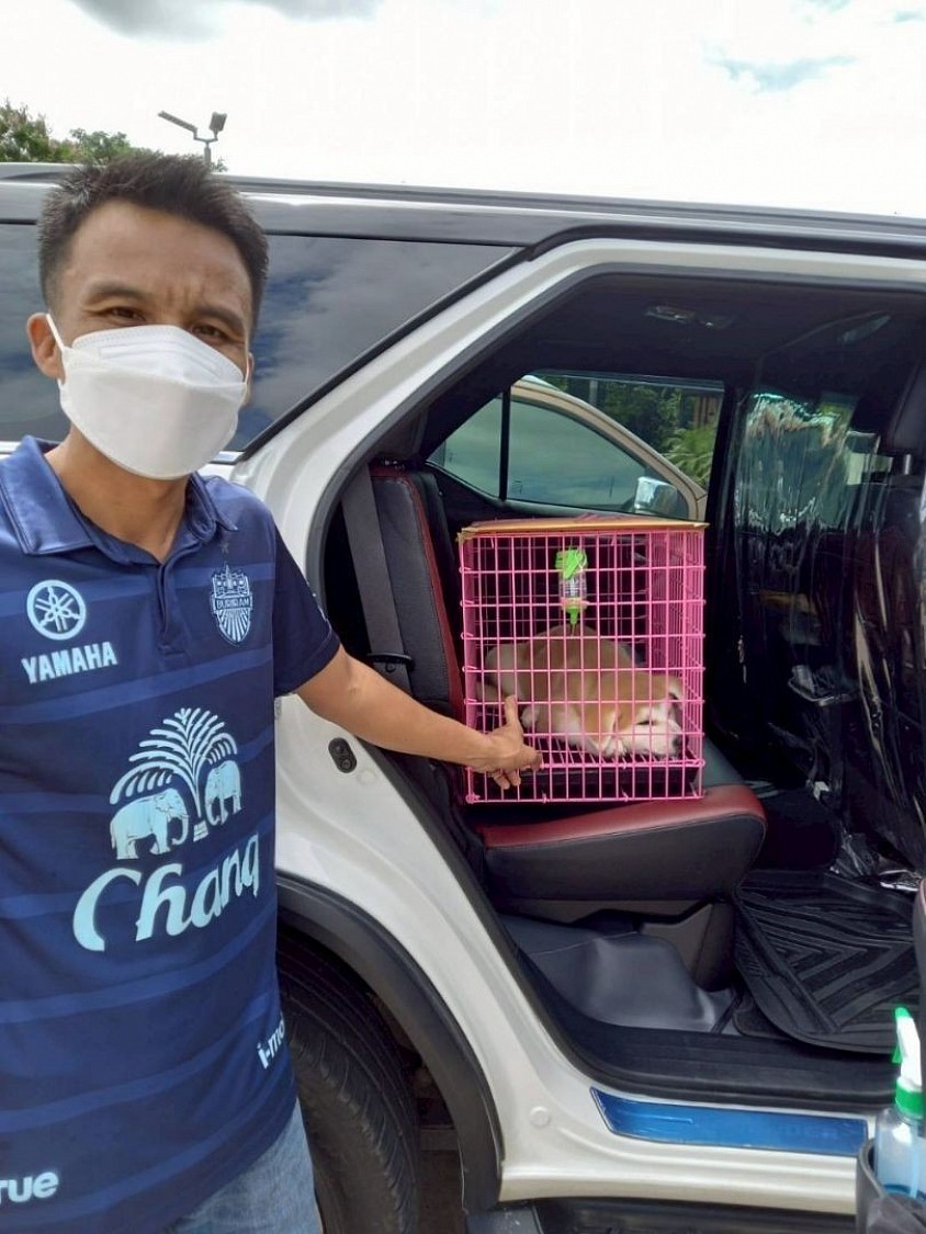 Cage-free pet transport service.