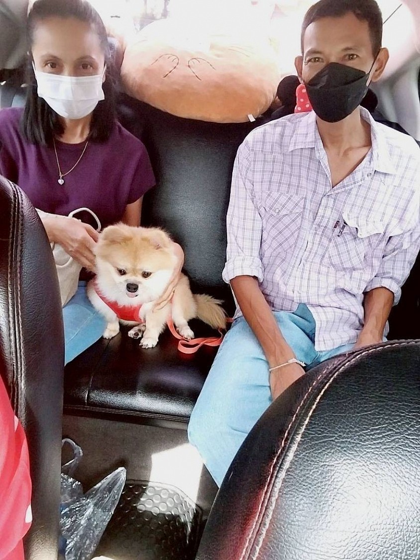 รถแท็กซี่พาแมวไปเที่ยวต่างจังหวัด